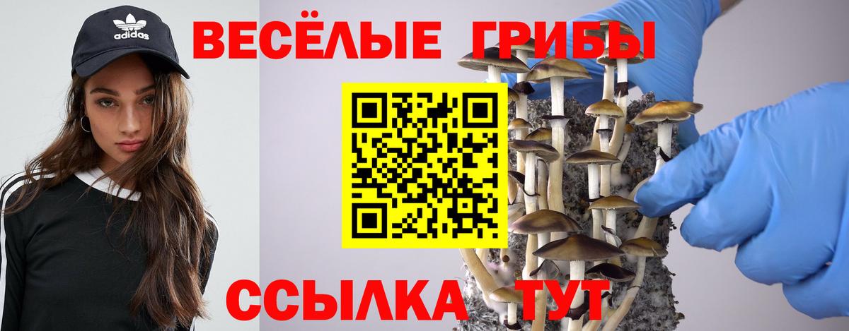 Галлюциногенные грибы Psilocybine cubensis Карачаевск